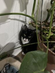 Lost Male Cat last seen Holgate, Portland, OR 97236