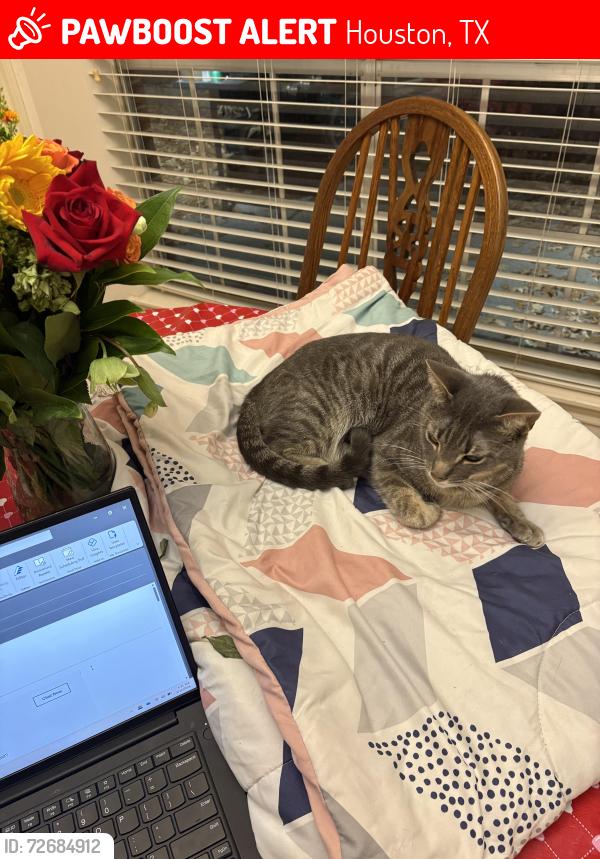 Lost Male Cat last seen Peach Meadow Dr & Quail Forest, Cypress, TX 77429