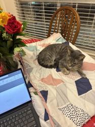Lost Male Cat last seen Peach Meadow Dr & Quail Forest, Cypress, TX 77429