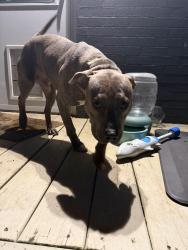 Found/Stray Unknown Dog last seen Asbury Rd, Murfreesboro, TN 37129