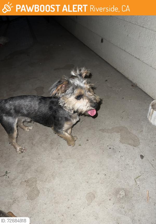 Found/Stray Male Dog last seen Main and columbia, Riverside, CA 92501