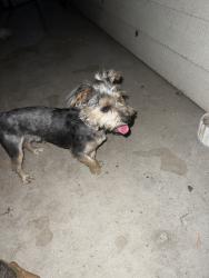 Found/Stray Male Dog last seen Main and columbia, Riverside, CA 92501