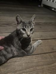 Found/Stray Female Cat last seen Starbucks at madison and fair oaks blvd, Fair Oaks, CA 95628