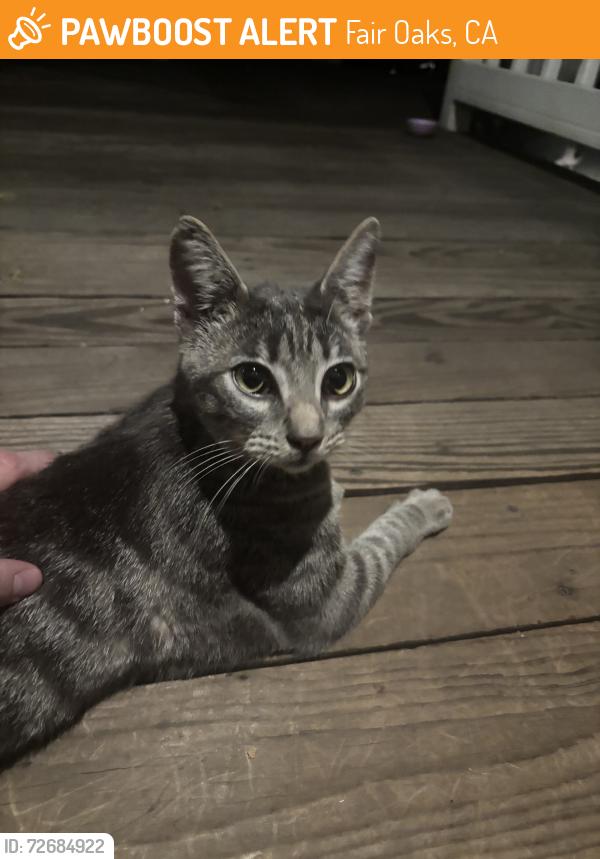 Found/Stray Female Cat last seen Starbucks at madison and fair oaks blvd, Fair Oaks, CA 95628