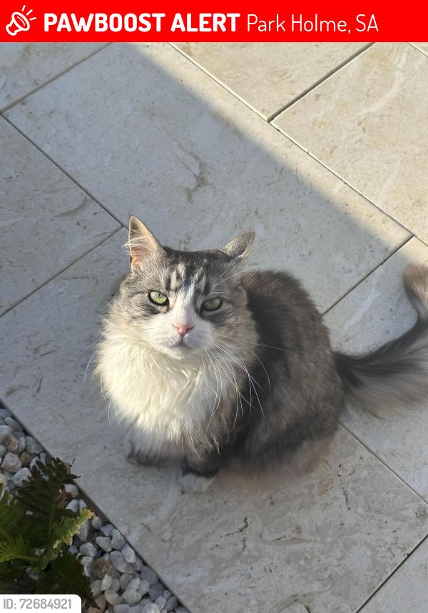 Lost Female Cat last seen Nunyah Avenue , Park Holme, SA 5043