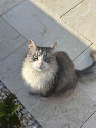 Lost Female Cat last seen Nunyah Avenue , Park Holme, SA 5043