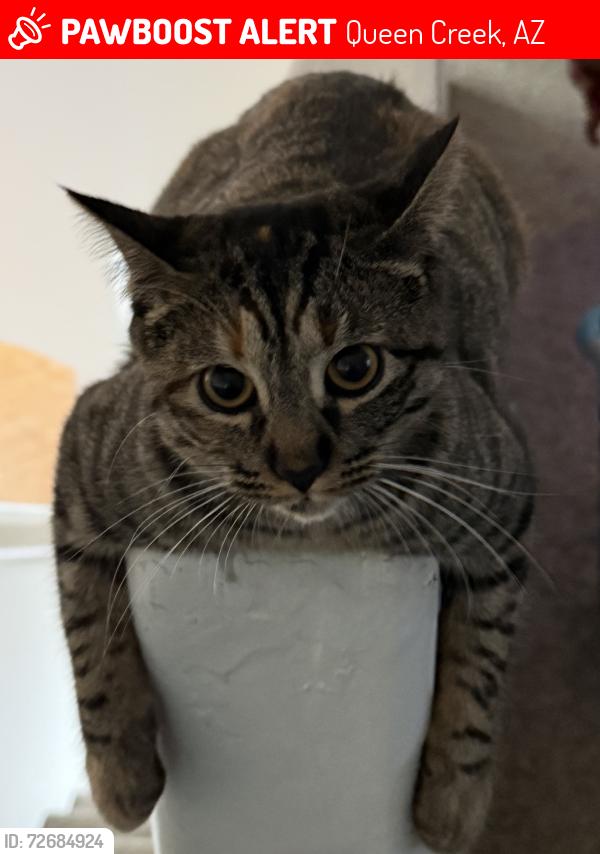 Lost Female Cat last seen Hunt Highway and Gary RD, Queen Creek, AZ 85142