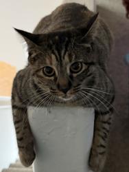 Lost Female Cat last seen Hunt Highway and Gary RD, Queen Creek, AZ 85142