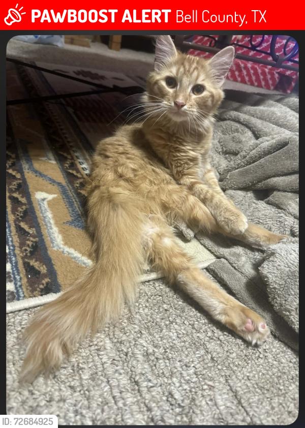 Lost Female Cat last seen Briggs Road, TX 195, een, TX, 76542 , Bell County, TX 76549