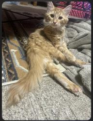 Lost Female Cat last seen Briggs Road, TX 195, een, TX, 76542 , Bell County, TX 76549