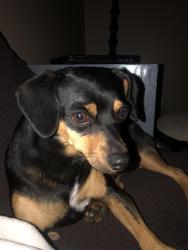 Lost Male Dog last seen Sunnyside and tulare, Fresno, CA 93727