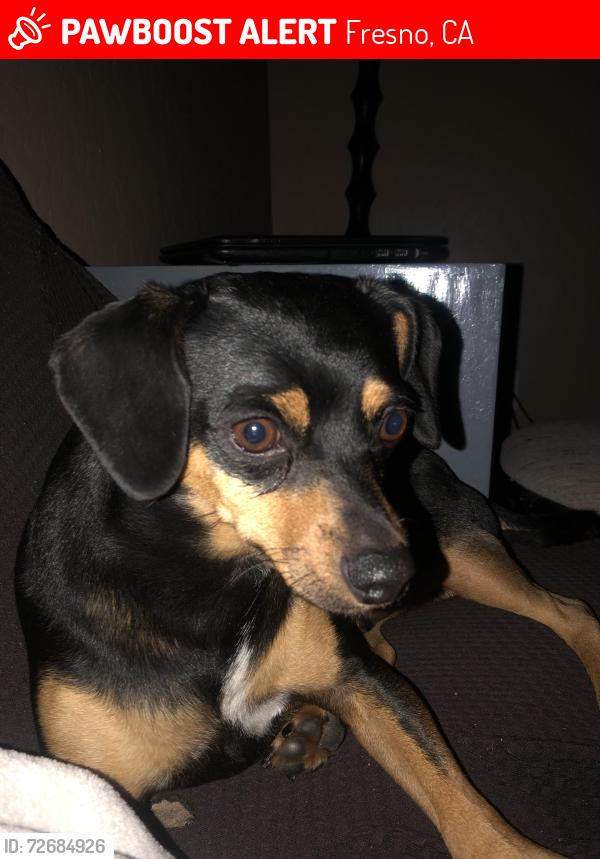 Lost Male Dog last seen Sunnyside and tulare, Fresno, CA 93727