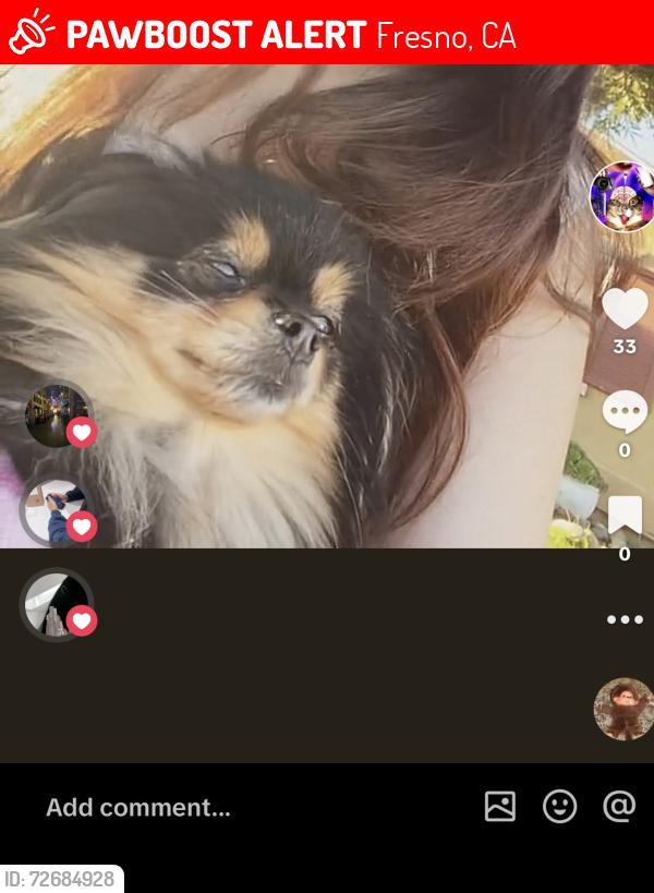 Lost Female Dog last seen Sunnyside and tulare, Fresno, CA 93727