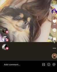 Lost Female Dog last seen Sunnyside and tulare, Fresno, CA 93727