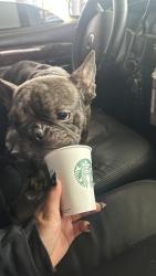 Lost Male Dog last seen Sunset ave, San Jose, CA 95116