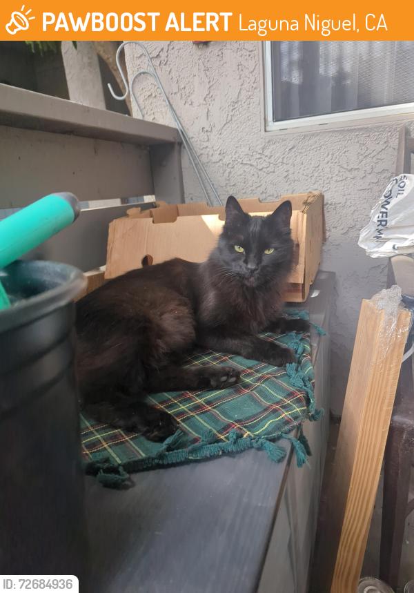 Found/Stray Male Cat last seen Wind ridge apmts , Laguna Niguel, CA 92677