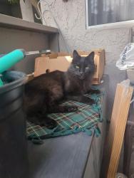 Found/Stray Male Cat last seen Wind ridge apmts , Laguna Niguel, CA 92677