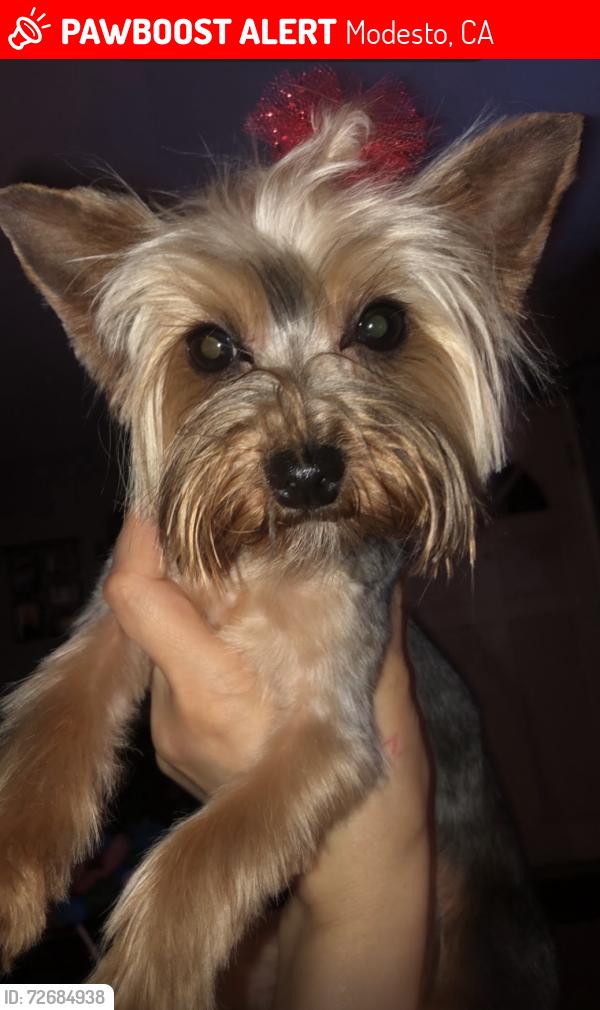 Lost Female Dog last seen Ustick , Modesto, CA 95358