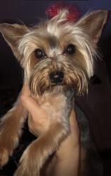 Lost Female Dog last seen Ustick , Modesto, CA 95358