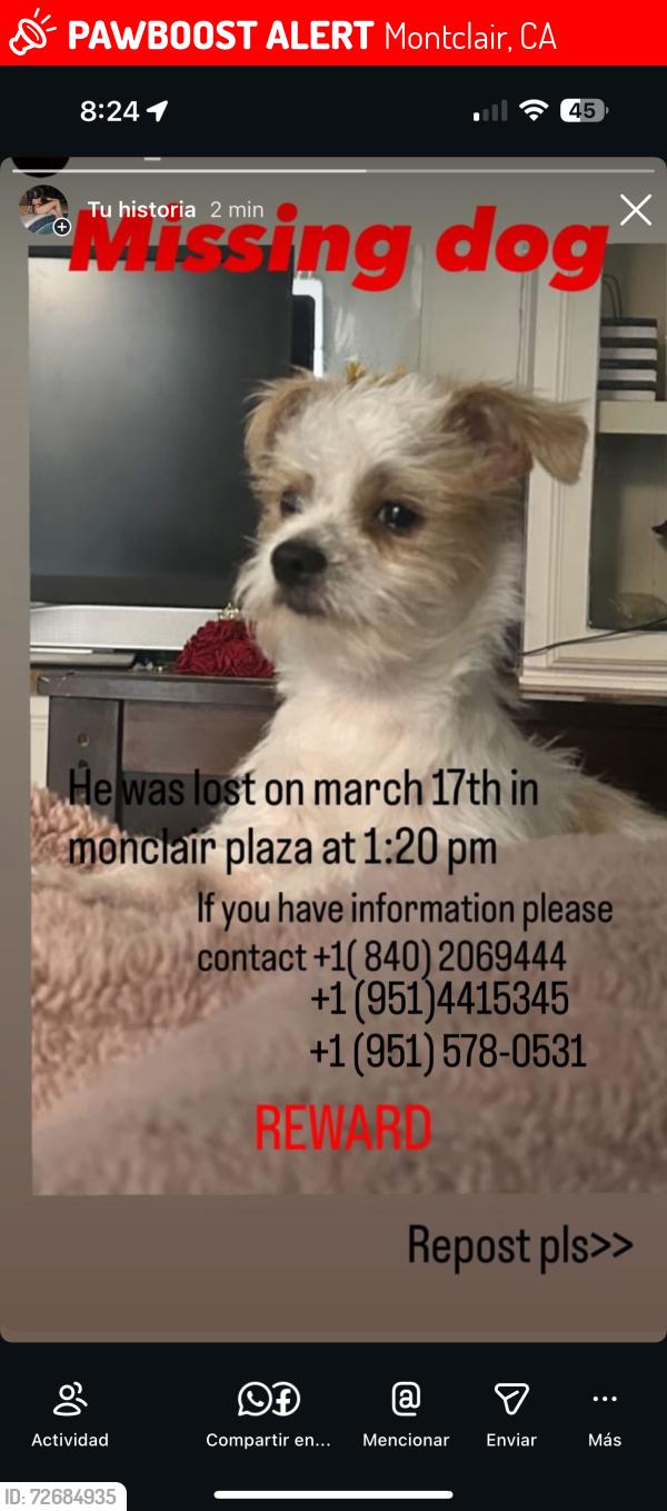 Lost Female Dog last seen Montclair, CA 91763, Montclair, CA 91763