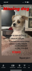 Lost Female Dog last seen Montclair, CA 91763, Montclair, CA 91763
