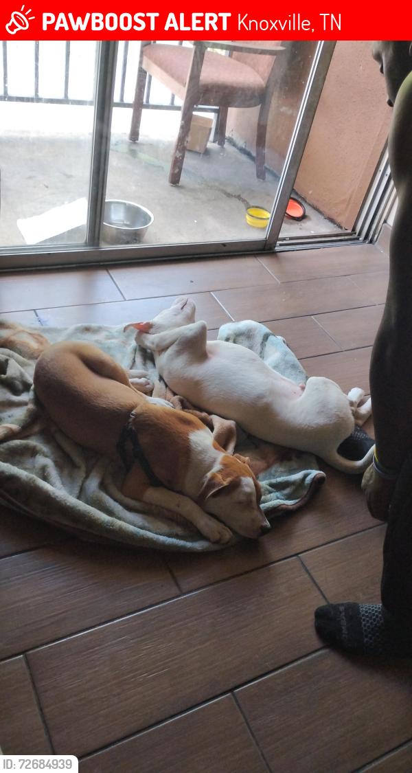 Lost Male Dog last seen courtyard on Broadway next to warming center , Knoxville, TN 37917