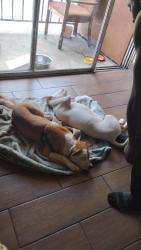 Lost Male Dog last seen courtyard on Broadway next to warming center , Knoxville, TN 37917