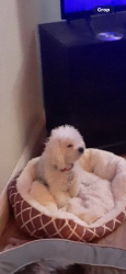 Lost Female Dog last seen Craig and Allen , North Las Vegas, NV 89032