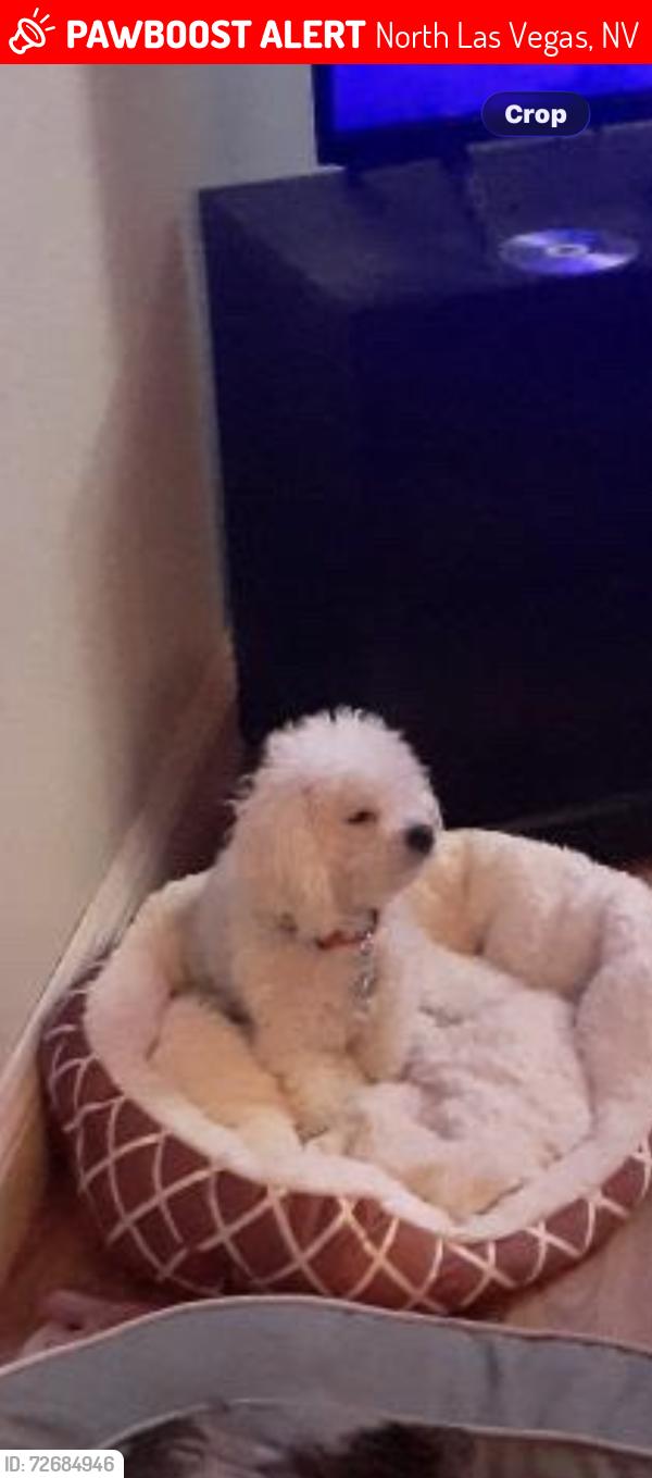 Lost Female Dog last seen Craig and Allen , North Las Vegas, NV 89032
