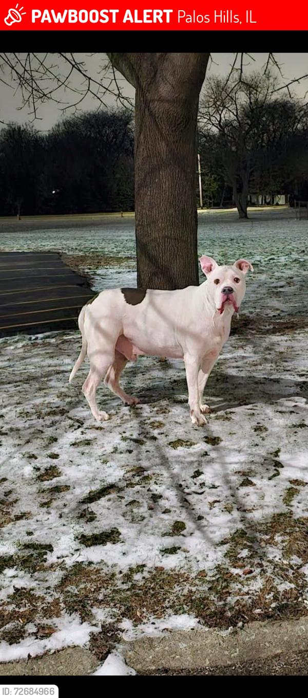 Lost Male Dog last seen 111th and roberts road, palos hills, Palos Hills, IL 60465