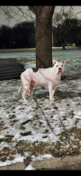 Lost Male Dog last seen 111th and roberts road, palos hills, Palos Hills, IL 60465