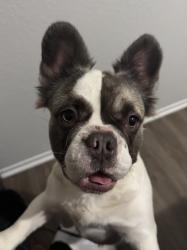Lost Female Dog last seen Mountain st , Lake Elsinore, CA 92530