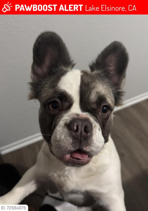 Lost Female Dog last seen Mountain st , Lake Elsinore, CA 92530