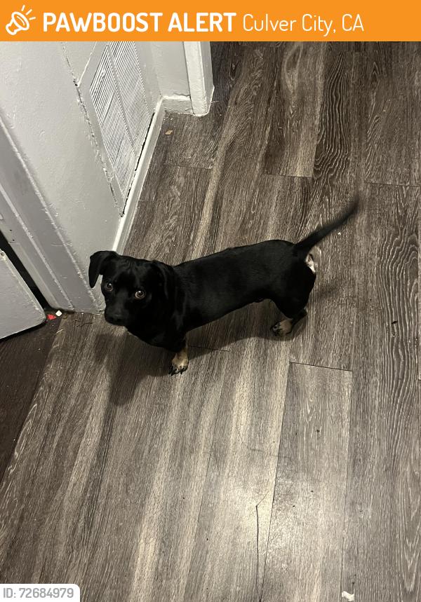 Found/Stray Male Dog last seen Arlington and Jefferson , Culver City, CA 90018