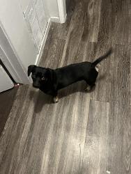 Found/Stray Male Dog last seen Arlington and Jefferson , Culver City, CA 90018