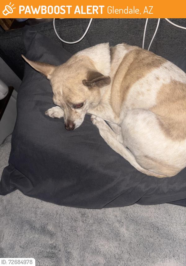Found/Stray Male Dog last seen Near w tuckey ln , Glendale, AZ 85305