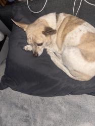 Found/Stray Male Dog last seen Near w tuckey ln , Glendale, AZ 85305