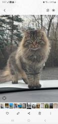 Lost Female Cat last seen Bancroft, Curtis, Bellingham, WA 98225