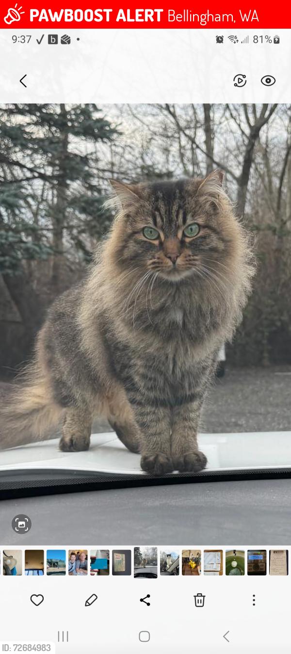 Lost Female Cat last seen Bancroft, Curtis, Bellingham, WA 98225