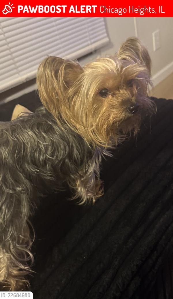 Lost Female Dog last seen Alpine Village , Chicago Heights, IL 60411