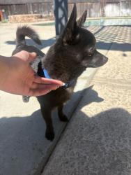 Found/Stray Male Dog last seen South Bear Creek and Parsons Ave, Merced County, CA 95340
