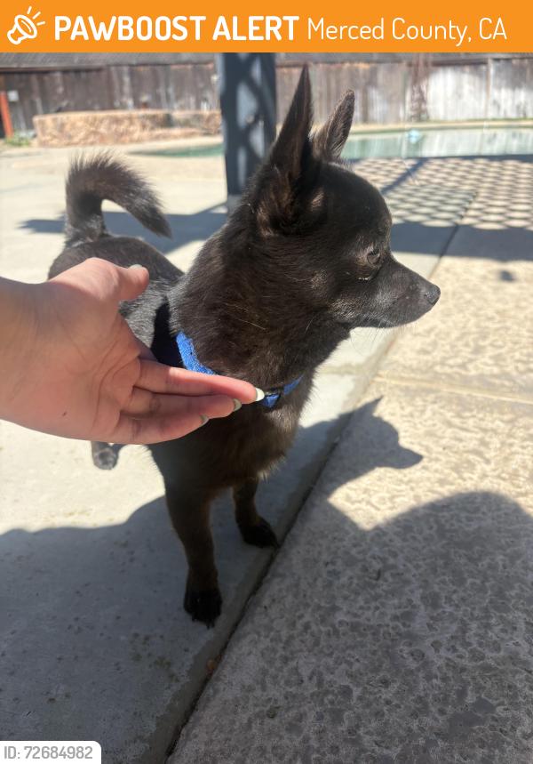 Found/Stray Male Dog last seen South Bear Creek and Parsons Ave, Merced County, CA 95340