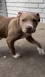 Lost Female Dog last seen Hawthorne, Waco, TX 76710
