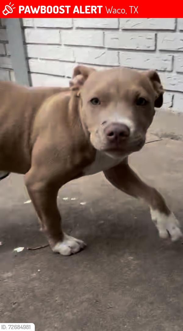 Lost Female Dog last seen Hawthorne, Waco, TX 76710