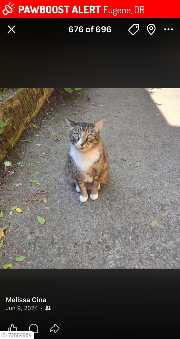 Lost Male Cat last seen Irving Road in Santa Clara area, Eugene, OR 97404