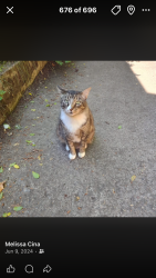 Lost Male Cat last seen Irving Road in Santa Clara area, Eugene, OR 97404