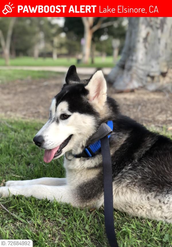 Lost Female Dog last seen Nectarine way , Lake Elsinore, CA 92530