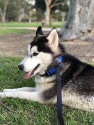 Lost Female Dog last seen Nectarine way , Lake Elsinore, CA 92530