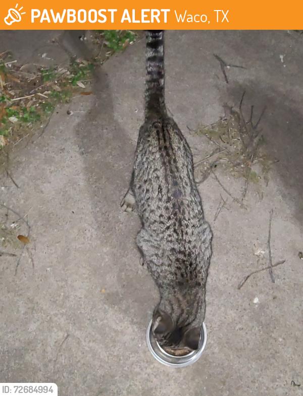 Found/Stray Male Cat last seen 25th and Washington Avenue, Waco TX 76701, Waco, TX 76710