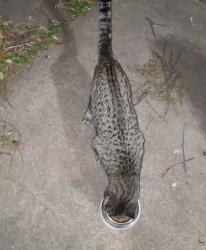 Found/Stray Male Cat last seen 25th and Washington Avenue, Waco TX 76701, Waco, TX 76710